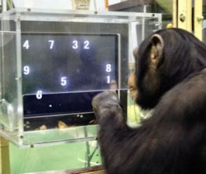 memoria-chimpances